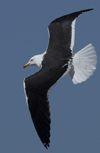1cy fuscus in August, ringed in Finland. (81365 bytes)